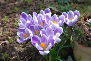 branduse Top 25 Cele mai frumoase specii de flori din lume