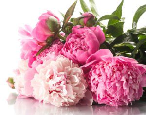 bujor Top 25 Cele mai frumoase specii de flori din lume