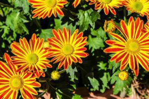 gazania Top 25 Cele mai frumoase specii de flori din lume