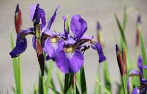 iris Top 25 Cele mai frumoase specii de flori din lume