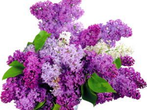 liliac Top 25 Cele mai frumoase specii de flori din lume