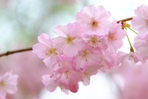 sakura Top 25 Cele mai frumoase specii de flori din lume