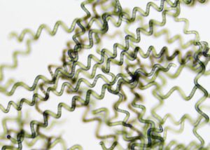 Spirulina: Top 10 Beneficii ale Spirulinei - spirulina la microscop