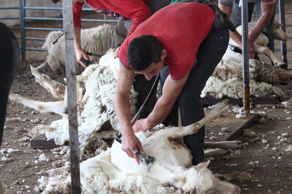 Ce este lana de merino?