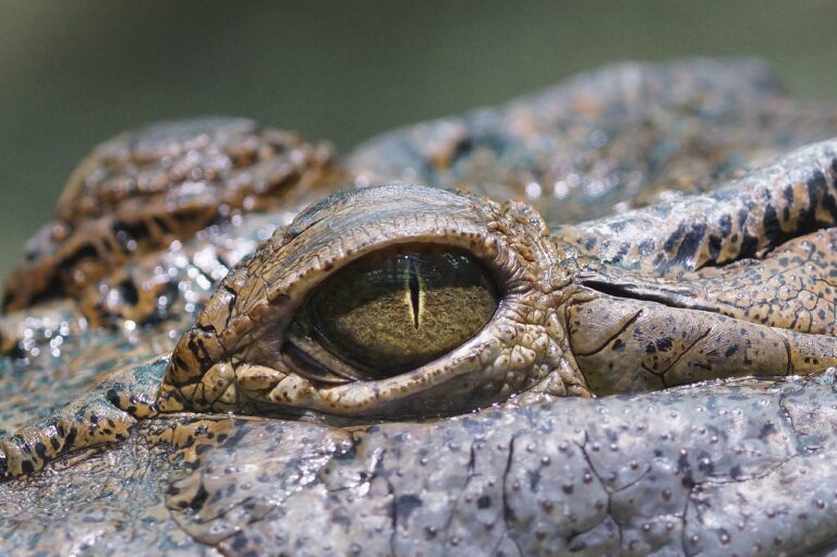 crocodil