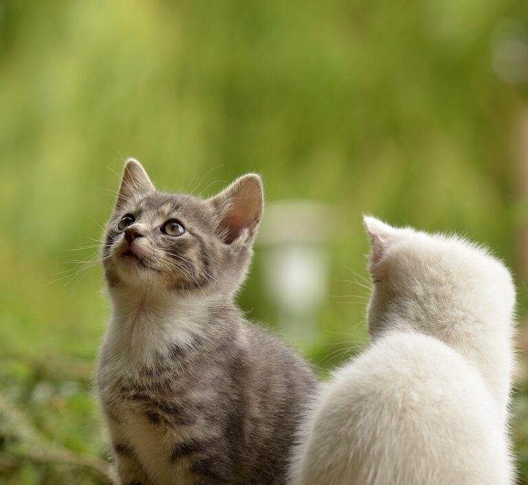 animale