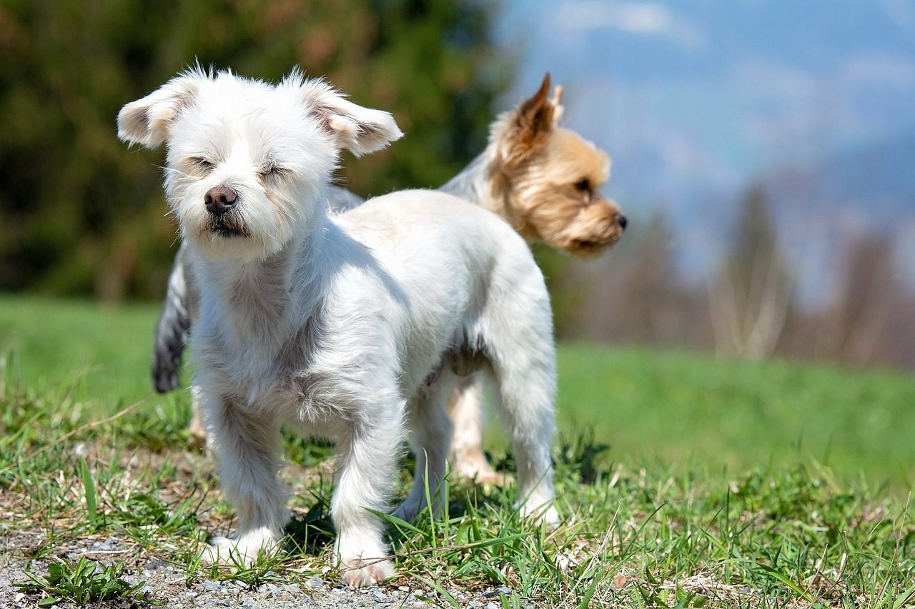 dogs