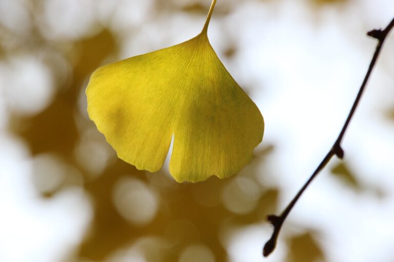cele mai bune produse cu ginkgo biloba