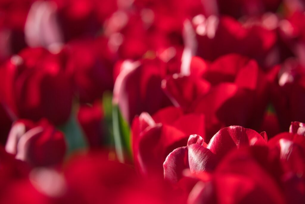 top 10 vinuri romanesti
