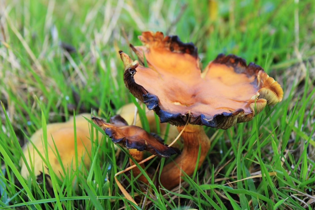 sos de ciuperci pentru friptura de porc