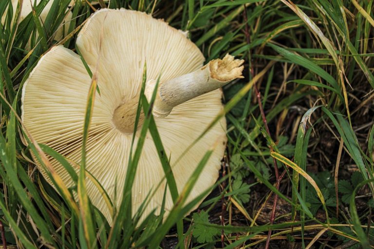 tocanita de pui cu ciuperci si sos de rosii