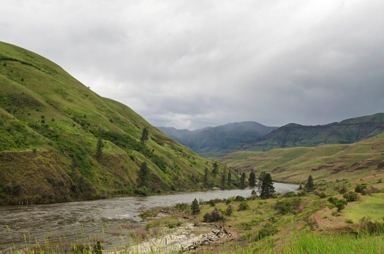 somon cu broccoli si sos alb