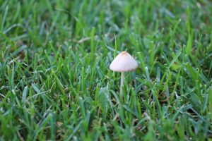 sos de ciuperci pentru friptura de pui