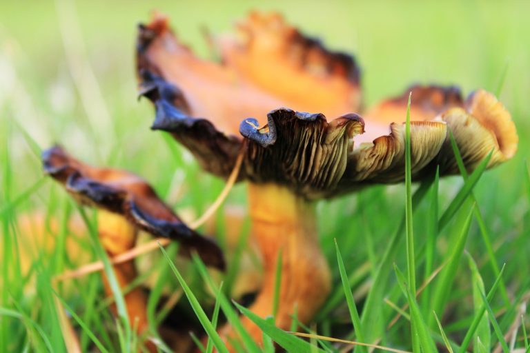 paste cu sos de rosii si ciuperci