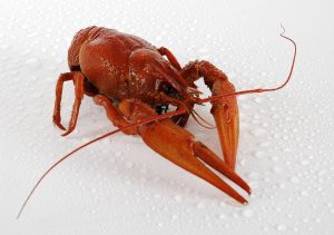 crap la cuptor cu legume si sos de rosii