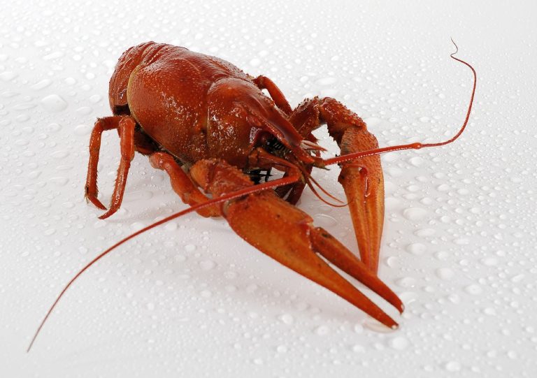 crap la cuptor cu legume si sos de rosii