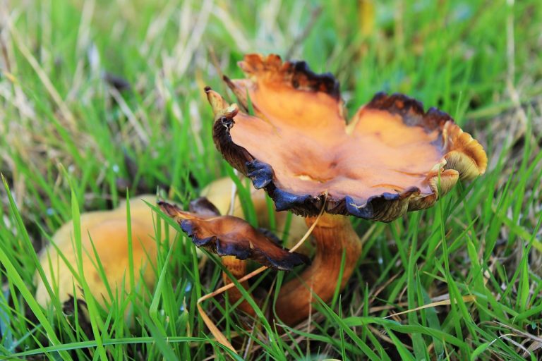 cotlet de porc cu sos de ciuperci