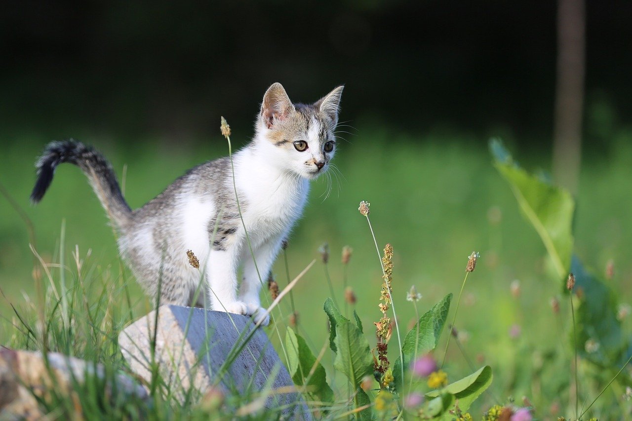 cele mai mici pisici din lume
