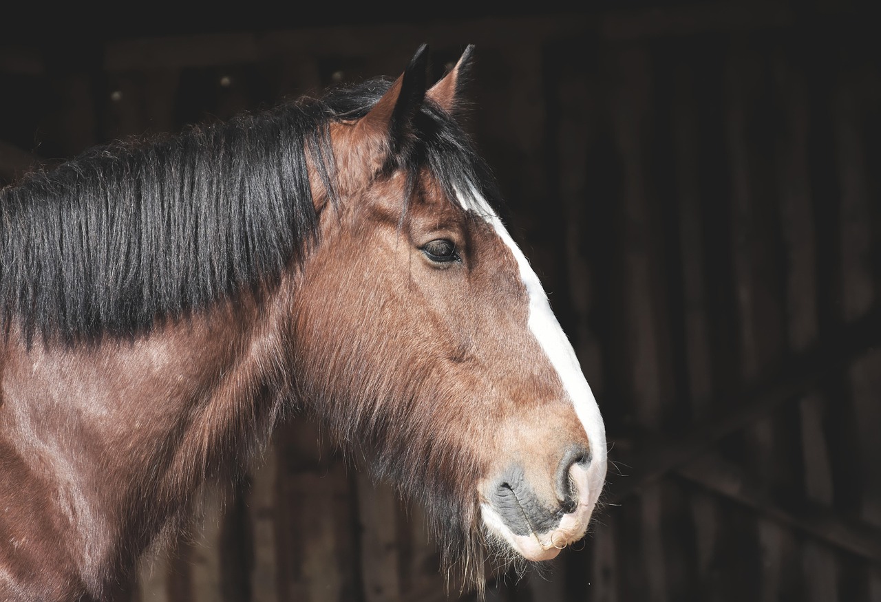 cele mai frumoase rase de cai