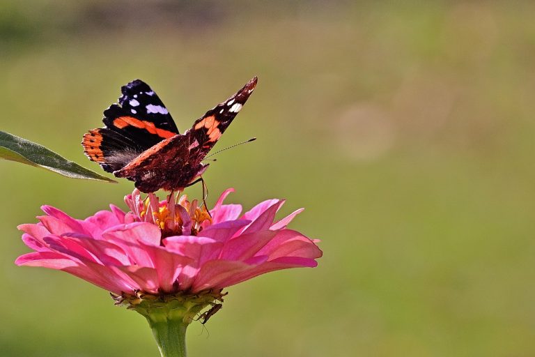 De ce aleg unele familii sa pastreze celule stem?