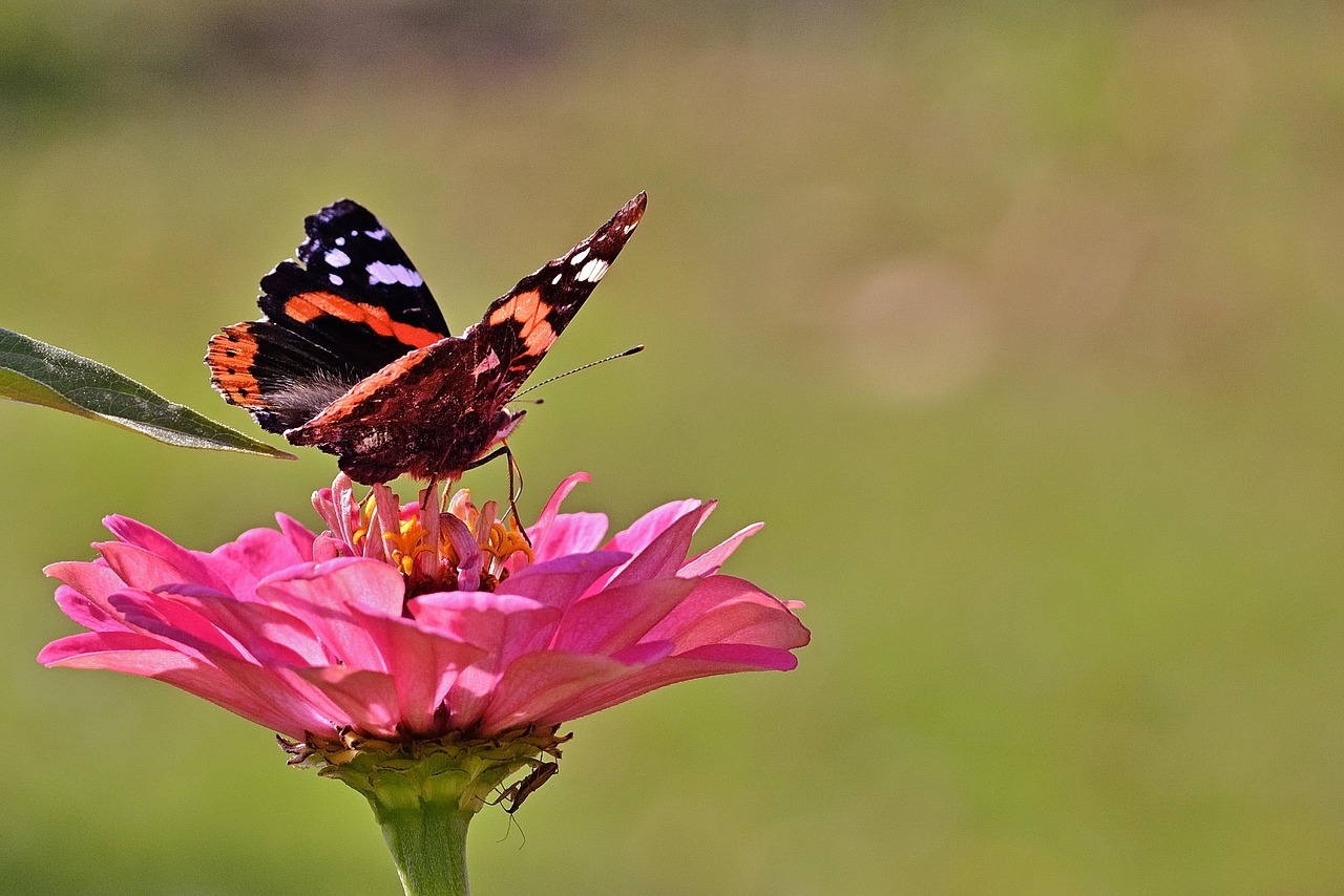 De ce aleg unele familii sa pastreze celule stem?