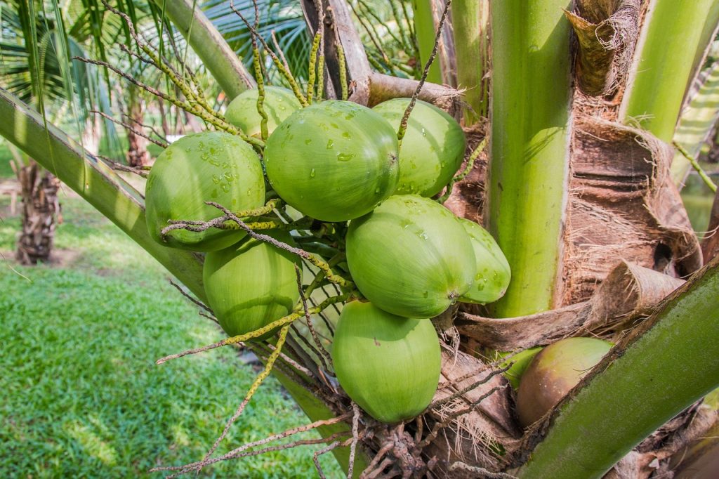 masca de par cu ulei de cocos pentru cresterea parului