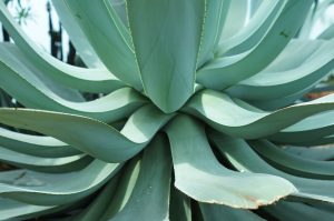 masca de par cu aloe vera facuta in casa