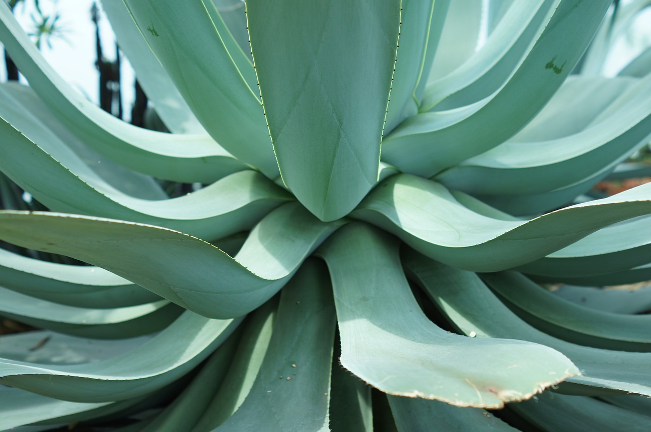 masca de par cu aloe vera facuta in casa